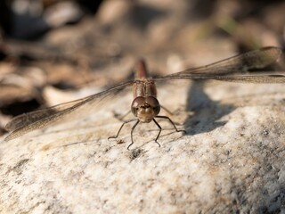 A close-up of a dragonfly resting on a sunlit rock, showcasing.