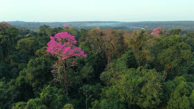 A stunning aerial view of the Amazon jungle, showcasing the striking Pink Lapacho trees standing out amidst the dense green canopy.