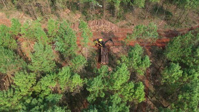 Drone shot tilt down of a forwarder operating in a managed pine plantation, transporting freshly cut logs. This forestry machinery is essential for efficient timber harvesting.