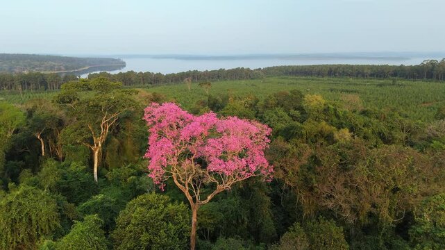 Lush Green Jungle with Vibrant Pink Lapacho Blossoms, South American native Nature