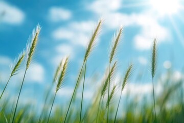 Obraz premium Close-up of Tall Grass and Wheat Blades Against Bright Blue Sky with Fluffy Clouds