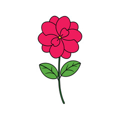 geranium 