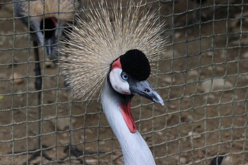 ホオジロカンムリヅル