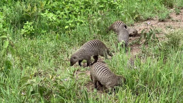 Banded mongooses (Mungos mungo) in Serengeti National Park in Tanzania.
