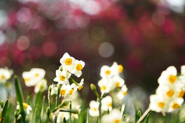 柔らかな光に包まれた水仙