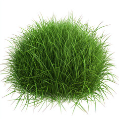 grass isolated on white background