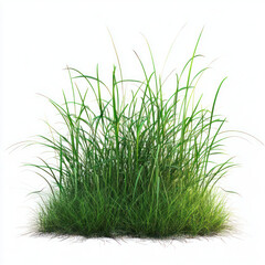 Obraz premium green grass on white background