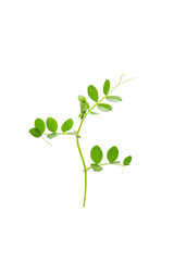 a young sprout of common vetch isolated on a white background