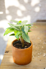houseplants in a tiny pot, sunny day