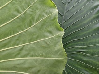 aesthetic green leaf surface abstract design	
