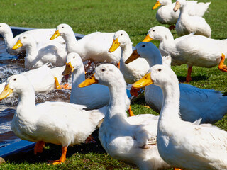 Flock of White Ducks