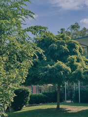 Green Urban Park