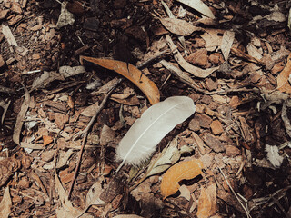 Feather on Forest Floor