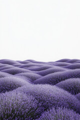 A vast lavender field with lush purple blooms stretches against a clear, minimalistic sky, creating a serene and harmonious landscape.