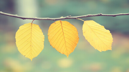 Obraz premium Three vibrant yellow autumn leaves hanging delicately from a slender branch against a soft-focus background, evoking serenity and the beauty of fall.