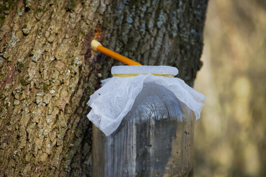 Collecting maple sap in early spring from a tapped tree using a spile and a glass jar.