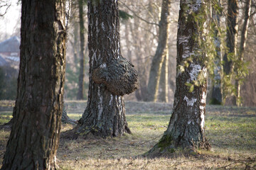 A birch tree with a large burl stands out in a tranquil woodland on a sunny day.
