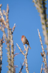 House finch perched on a cactus against a blie sky