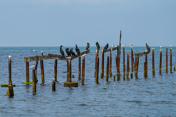 Sternes, goélands et cormorans au repos sur un vieux ponton en bois