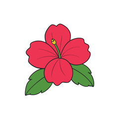 hibiscus flower on a white background.