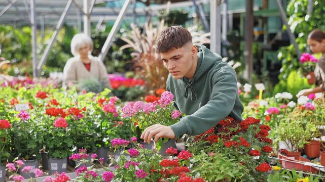 Guy is touched and mesmerized by dense and thick rich inflorescences of decorative half-shrub pentas. High quality 4k footage