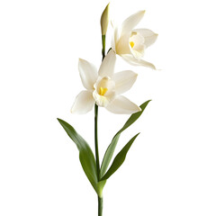 Obraz premium white orchid flower