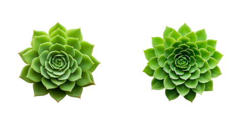 Symmetrical Green Succulent Plant on a transparent background
