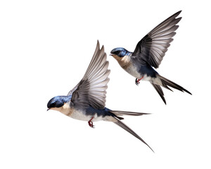 Swallows in mid-flight with detailed wingspans realistic bird on a transparent background