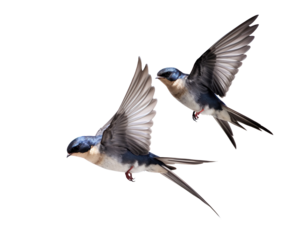 Swallows in mid-flight with detailed wingspans realistic bird on a transparent background