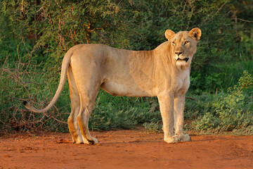 Alert lioness (Panthera leo) standing in natural habitat, Madikwe game reserve, South Africa.