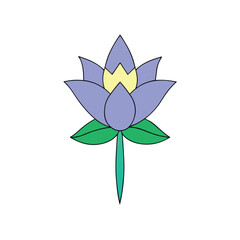 night queen flower flower on a white background.2