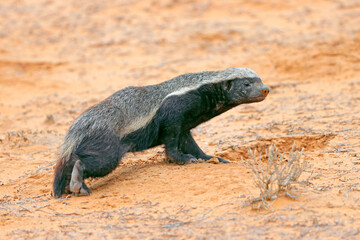 A honey badger (Mellivora capensis) in natural habitat, Kalahari desert, South Africa.