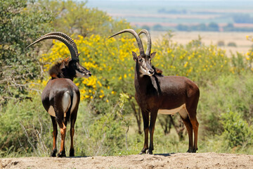 Two endangered male sable antelopes (Hippotragus niger) in natural habitat, South Africa.