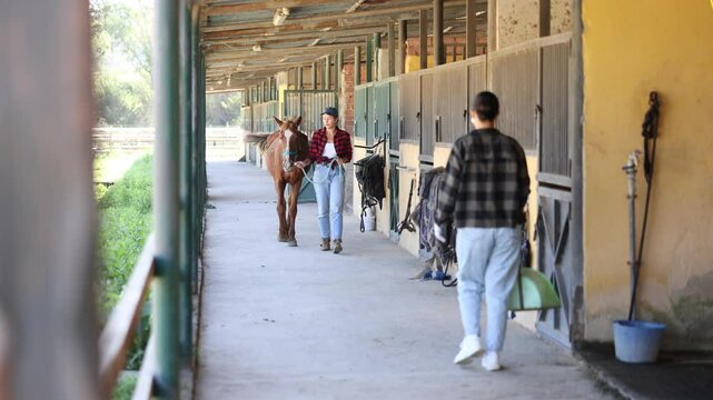 Positive female owner of horse takes animal out of stall, holds bridle and forces it to follow her. She goes for walk and training with horse, goes out through corridor to racetrack.