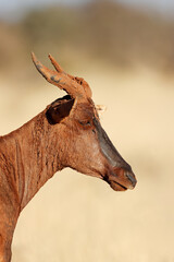 Portrait of a tsessebe antelope (Damaliscus lunatus) covered in mud, Mokala National Park, South Africa.