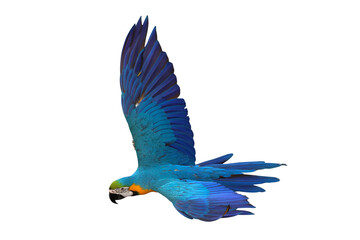 Colorful flying Blue and Gold Macaw parrot isolated on transparent background png file