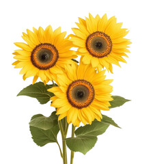 Fototapeta premium Radiant sunflowers with lush green leaves in full bloom