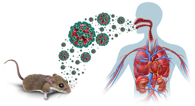Hantavirus or Hanta Virus outbreak as a zoonotic RNA virus transmitted by infected rodents causing severe respiratory and hemorrhagic diseases in humans as pneumonia as a dangerous viral pathogen.