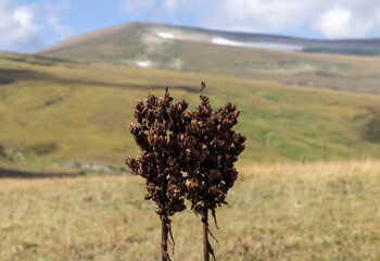 the seeds of the plants are ripe and ready to scatter in the wind to form new shoots in the coming...