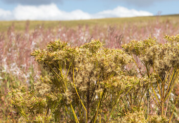 the seeds of the plants are ripe and ready to scatter in the wind to form new shoots in the coming...