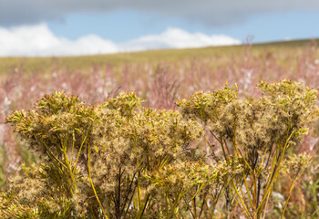 the seeds of the plants are ripe and ready to scatter in the wind to form new shoots in the coming...