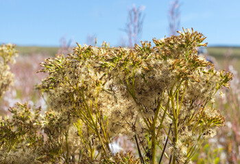 the seeds of the plants are ripe and ready to scatter in the wind to form new shoots in the coming season