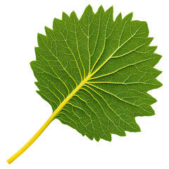 Single vibrant green leaf with detailed veins isolated on a transparent background.