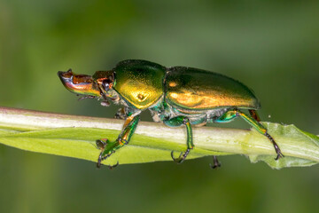 Golden Stag Beetle (Lamprima aurata) in Natural Habitat � A Jewel of the Forest