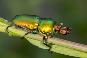 Side Profile of Golden Stag Beetle (Lamprima aurata) Showing Mandibles