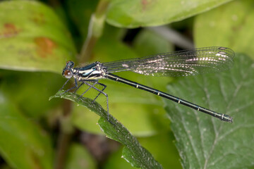 Common Flatwing (Austroargiolestes icteromelas) Perched in Natural Habitat