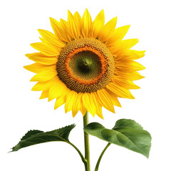 Obraz premium Golden Bloom: A vibrant sunflower stands tall, its radiant yellow petals unfurling to reveal a textured, seed-filled center, a symbol of warmth and positivity.