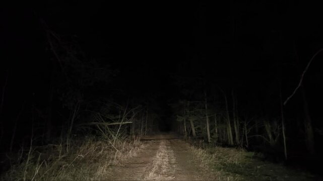 Dramatic view of an empty road at night in the forest. driving a car at night on a forest road. the road at night in the forest.. Slow car movement on a mysterious forest road.