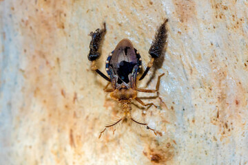 Ptilocnemus lemur, the Featherleg Assassin Bug