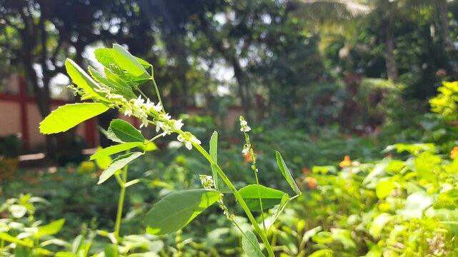Melilotus albus plant flower. Its other names &nbsp;honey clover, white melilot,&nbsp;Bokhara clover,&nbsp;white sweetclover and&nbsp;sweet clover. This is a nitrogen fixing&nbsp;legume&nbsp;in the family&nbsp;Fabaceae. 